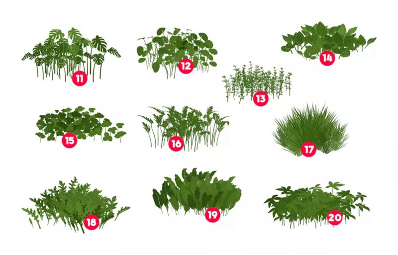 20款植物叶子Procreate笔刷素材 笔刷资源 第4张