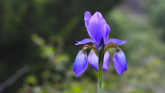 植物性野花自然特写花虹膜视频素材 视频素材 第1张