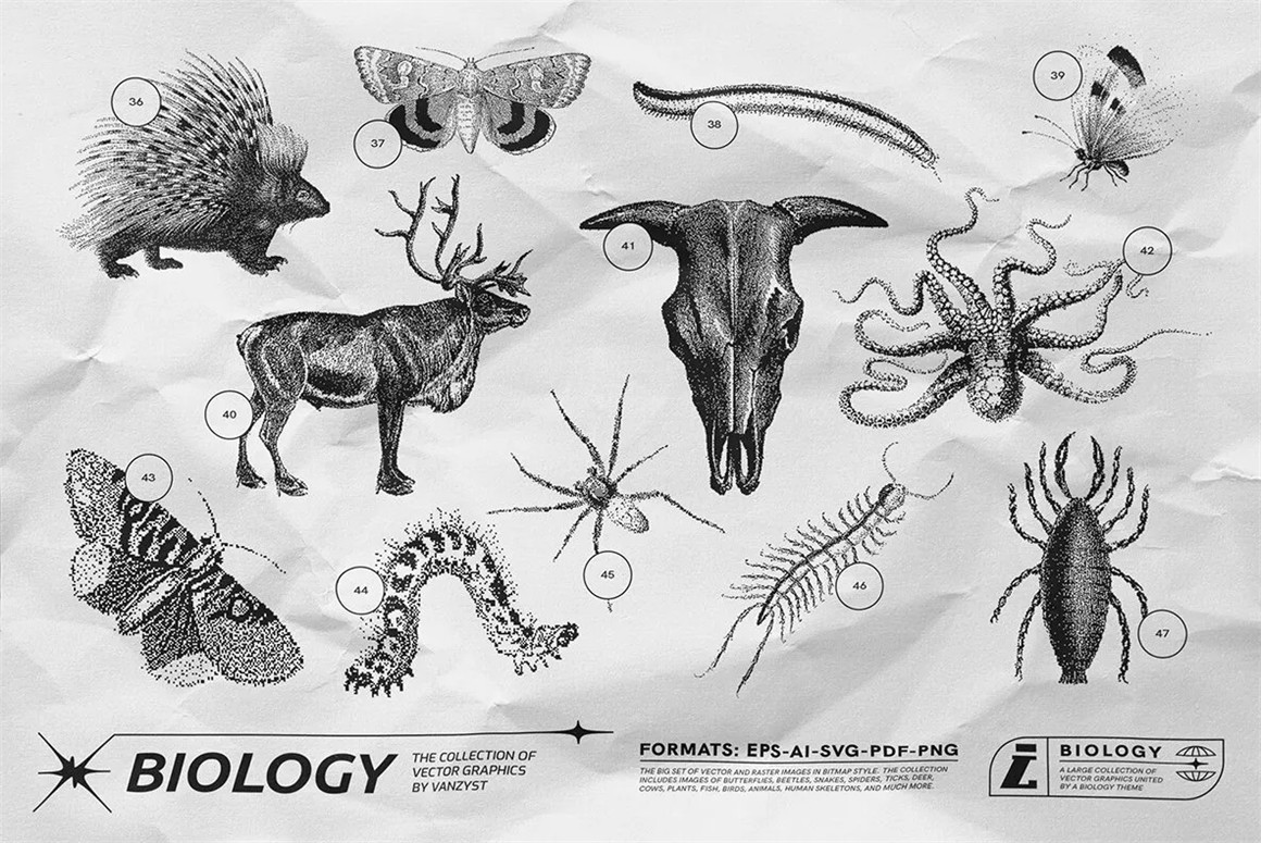 125款复古生物学昆虫动物鸟类鱼类人体骨骼植物自然界像素位图AI矢量插画PNG免扣设计套装 125 Vector Bitmap Assets. Biology , 第9张