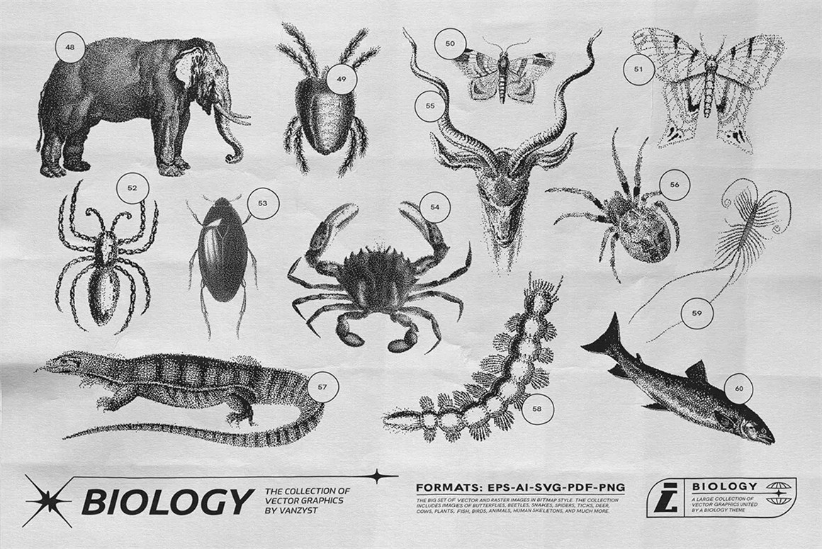 125款复古生物学昆虫动物鸟类鱼类人体骨骼植物自然界像素位图AI矢量插画PNG免扣设计套装 125 Vector Bitmap Assets. Biology , 第10张