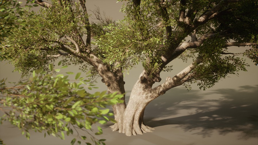 真实丛林树木灌木丛3d模型ue设计素材 Foliage VOL.13 – Southern Oak Trees , 第9张