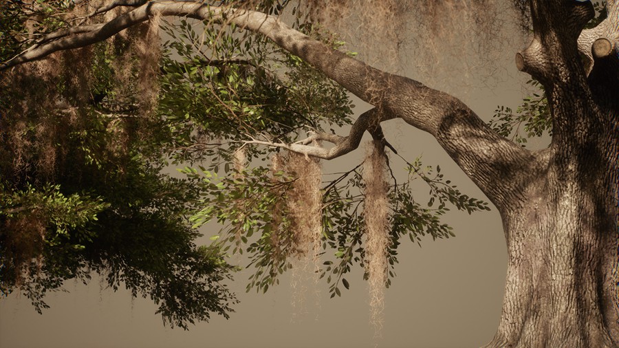 真实丛林树木灌木丛3d模型ue设计素材 Foliage VOL.13 – Southern Oak Trees , 第14张