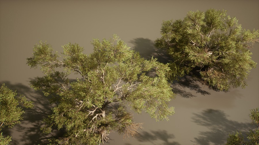 真实丛林树木灌木丛3d模型ue设计素材 Foliage VOL.13 – Southern Oak Trees , 第18张