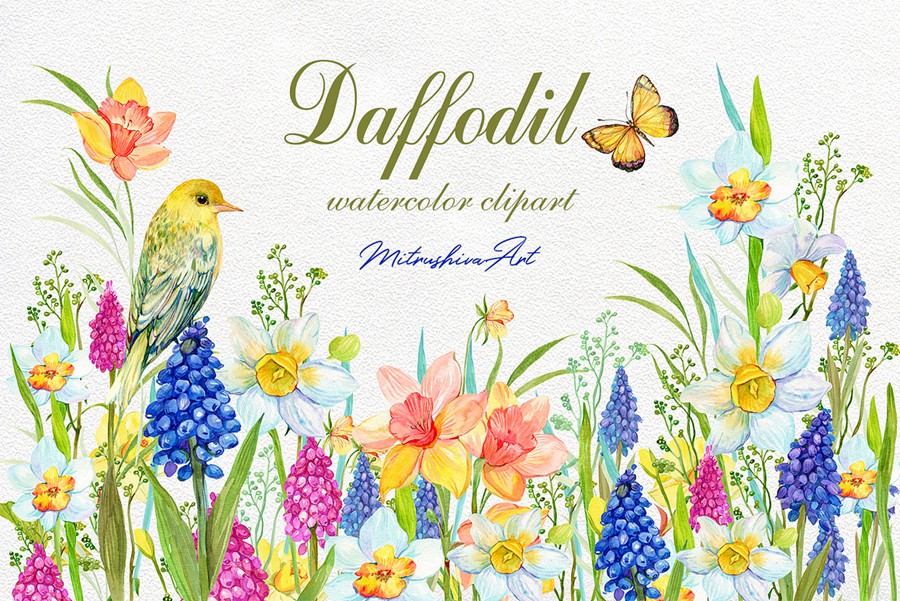 Daffodil Narcissus Watercolour 34个复古精美水仙花卉剪贴画免扣PNG , 第1张