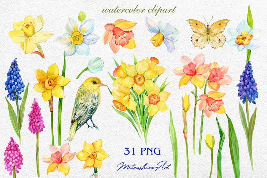 Daffodil Narcissus Watercolour 34个复古精美水仙花卉剪贴画免扣PNG , 第2张