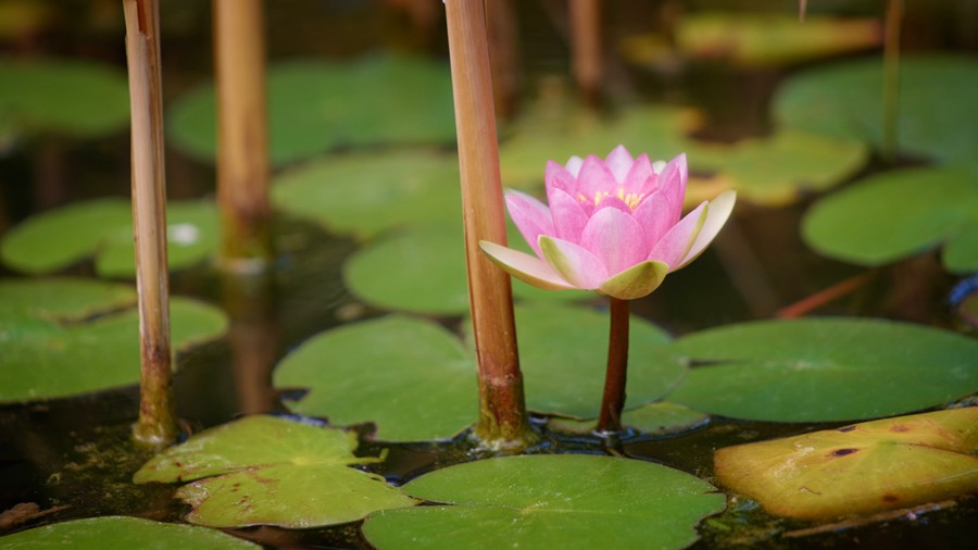 Artlist 37个热带植物花朵/睡莲莲花/美人蕉/玫瑰/水生草本植物/特写实拍镜头视频素材 Flower Species , 第2张