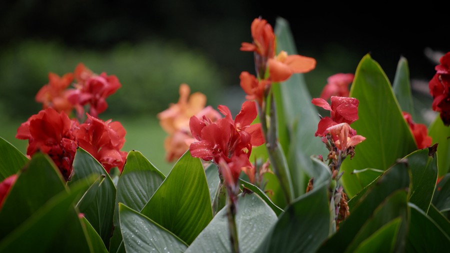 Artlist 37个热带植物花朵/睡莲莲花/美人蕉/玫瑰/水生草本植物/特写实拍镜头视频素材 Flower Species , 第3张