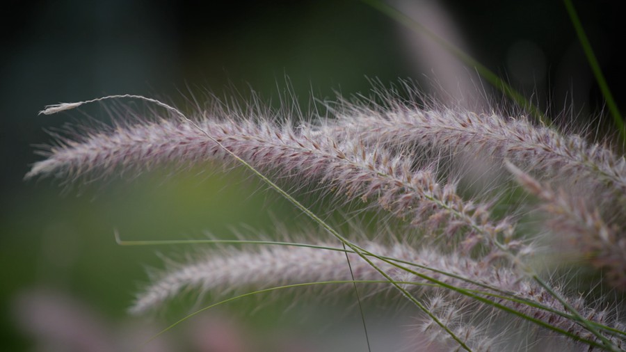 Artlist 37个热带植物花朵/睡莲莲花/美人蕉/玫瑰/水生草本植物/特写实拍镜头视频素材 Flower Species , 第4张