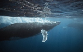 Artlist 15个座头鲸鱼海洋动物水下实拍视频素材Humpback Whales