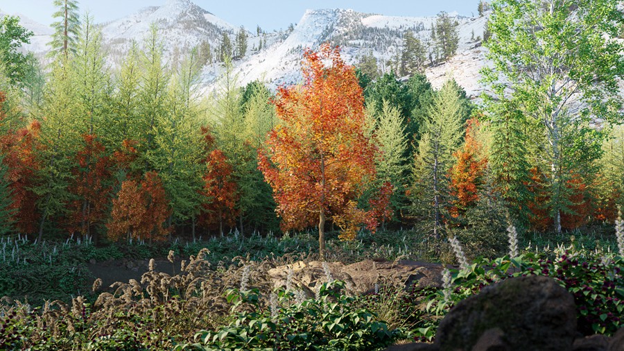 北美洲云杉松树红杉树木3D模型素材 Bundle 52 – North American Trees – 3D Model , 第5张