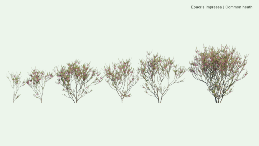 北美洲云杉松树红杉树木3D模型素材 Bundle 52 – North American Trees – 3D Model , 第9张