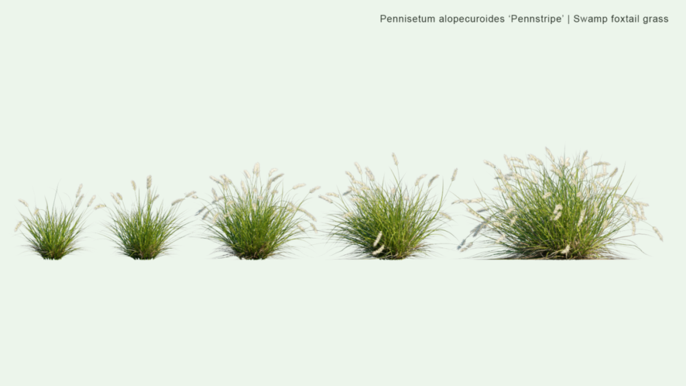 北美洲云杉松树红杉树木3D模型素材 Bundle 52 – North American Trees – 3D Model , 第13张