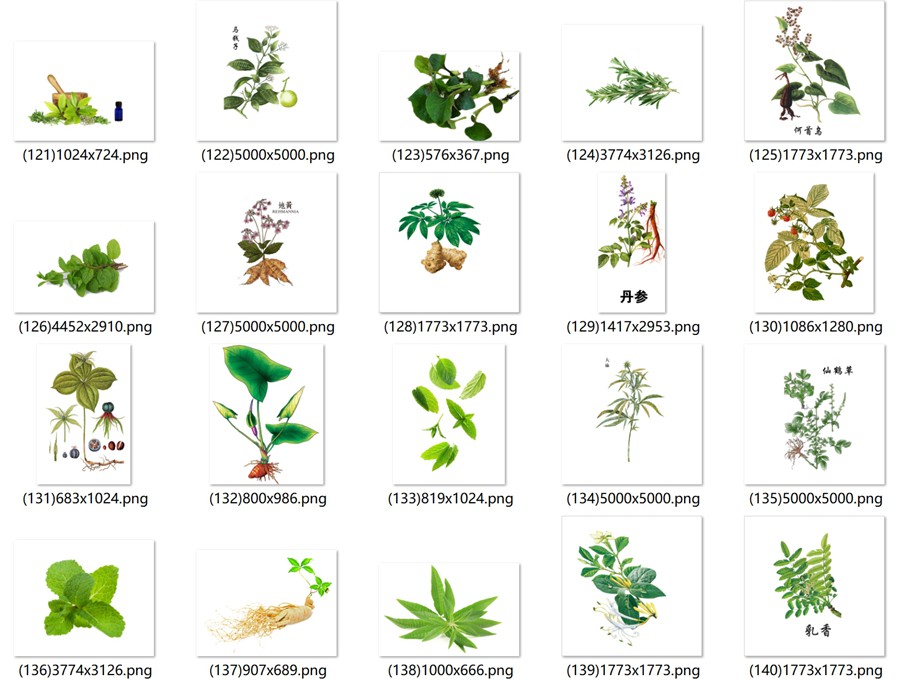 手绘中医草药草本植物插图背景PNG免抠图片 养生材图案PS素材 , 第4张