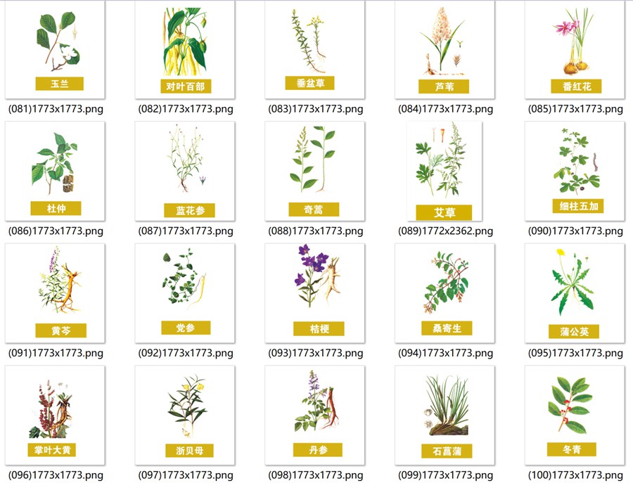 手绘中医草药草本植物插图背景PNG免抠图片 养生材图案PS素材 , 第6张