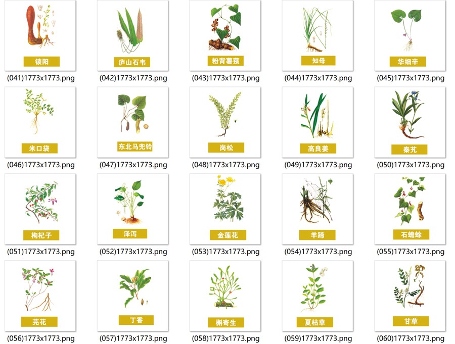 手绘中医草药草本植物插图背景PNG免抠图片 养生材图案PS素材 , 第8张