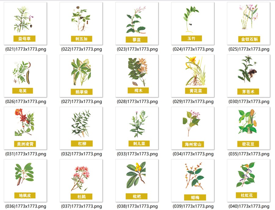 手绘中医草药草本植物插图背景PNG免抠图片 养生材图案PS素材 , 第9张