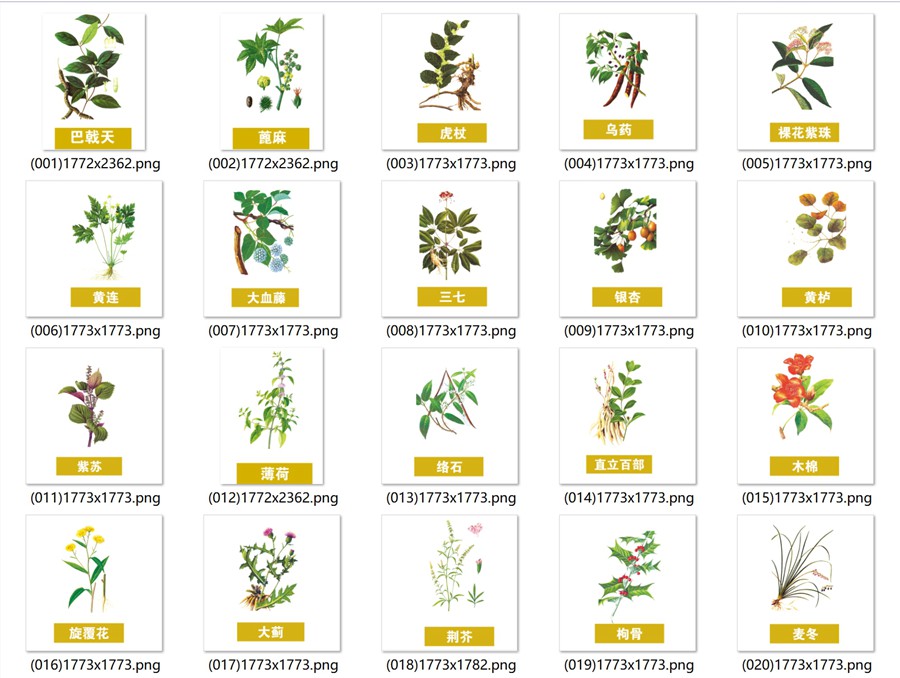 手绘中医草药草本植物插图背景PNG免抠图片 养生材图案PS素材 , 第10张